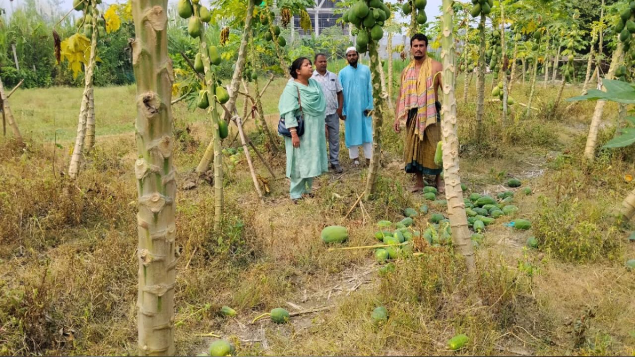 এক রাতেই কৃষকের ৪০ মণ পেঁপে ধ্বংস করল দুর্বৃত্তরা