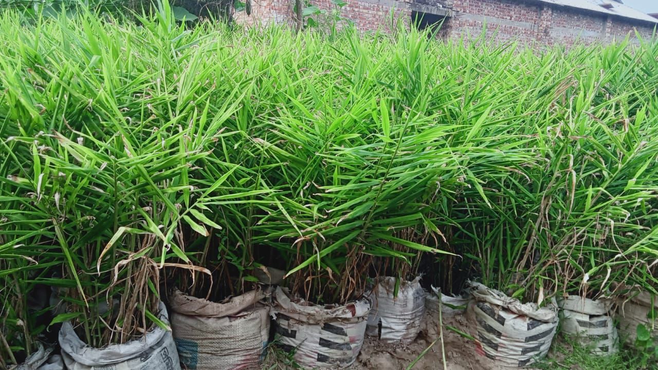 বস্তায় আদা চাষ, সফল উদ্যোক্তা লুৎফর রহমান