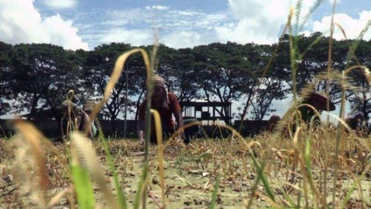 যশোরে ভাইরাসে নষ্ট আগাম বাঁধাকপি, দিশেহারা কৃষক