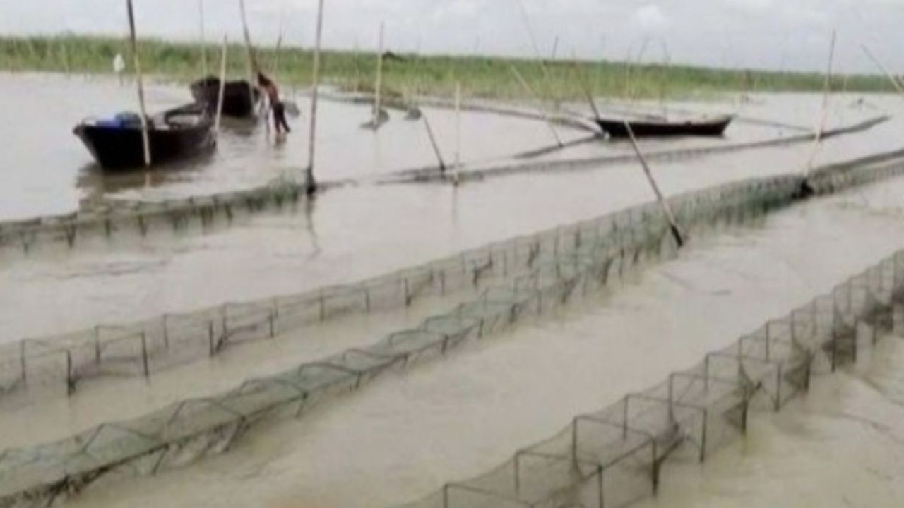 পদ্মায় ক্ষতিকর চায়না দুয়ারির ফাঁদ, বিলীনের পথে দেশি মাছ