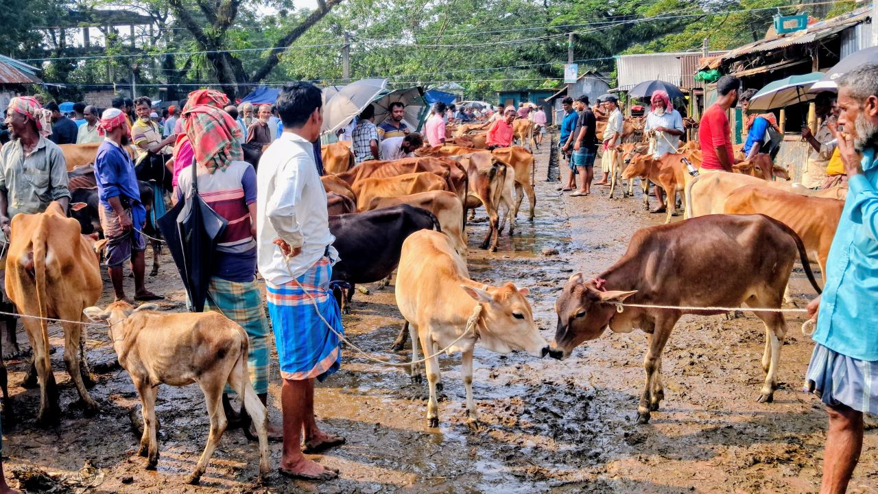 বাজারের মাঝখানে পশুর হাট, চরম ভোগান্তিতে সাধারণ মানুষ