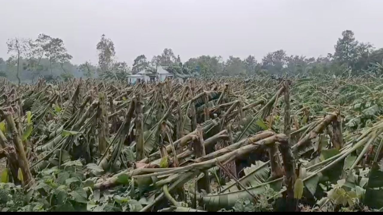 মধুপুরে ঝড়ের তাণ্ডবে, কোটি টাকার ফসলের ক্ষতি