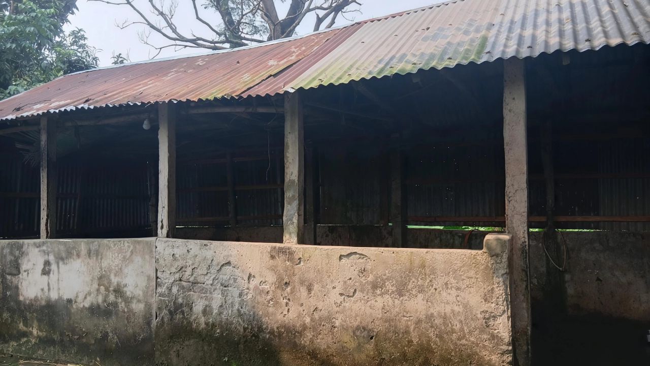 গোয়ালঘরে ষাঁড় জবাই করে মাংস নিয়ে গেল দুর্বৃত্তরা