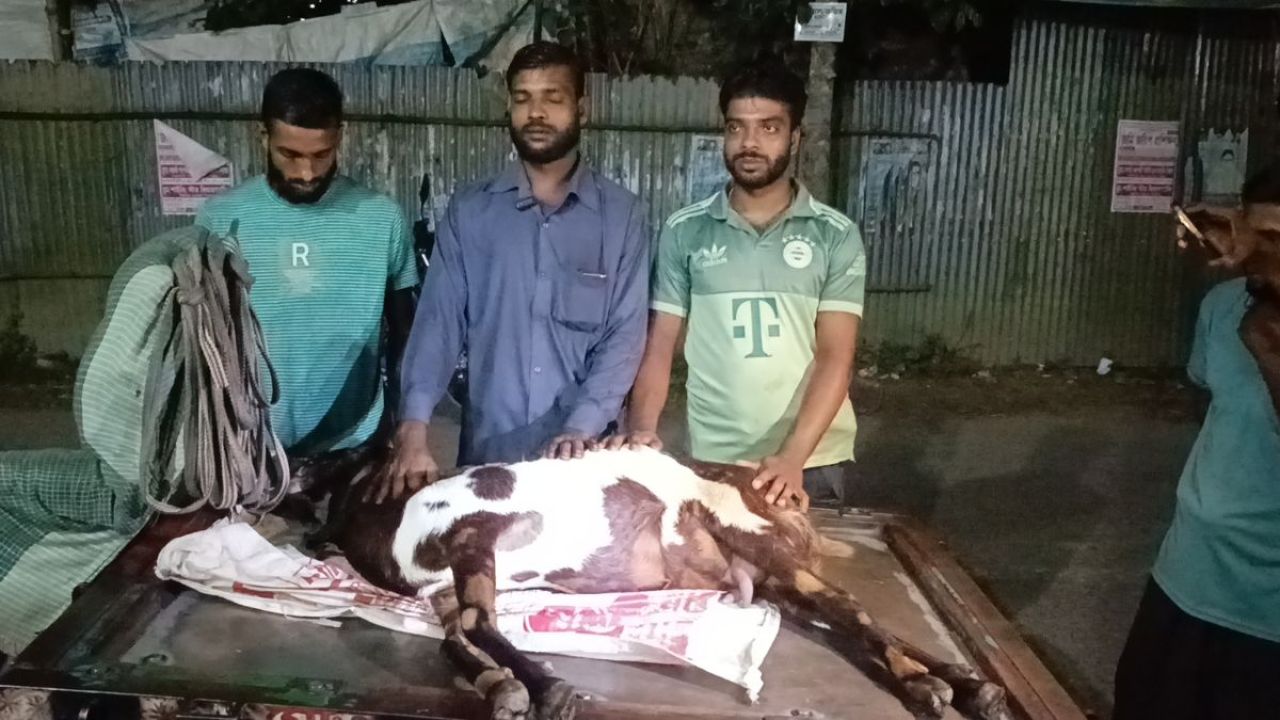 ভুল চিকিৎসায় দিনমজুরের ৪ ছাগলের মৃত্যুর অভিযোগ