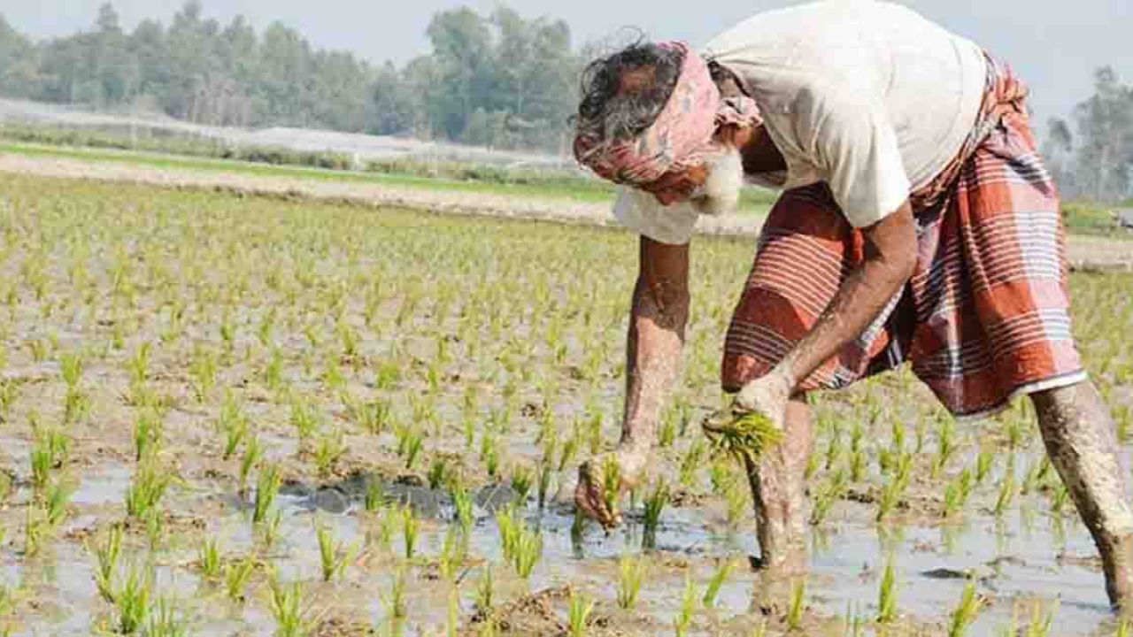 কৃষকের লাভ নিশ্চিত করতে বদলাতে হবে বিপণনব্যবস্থা