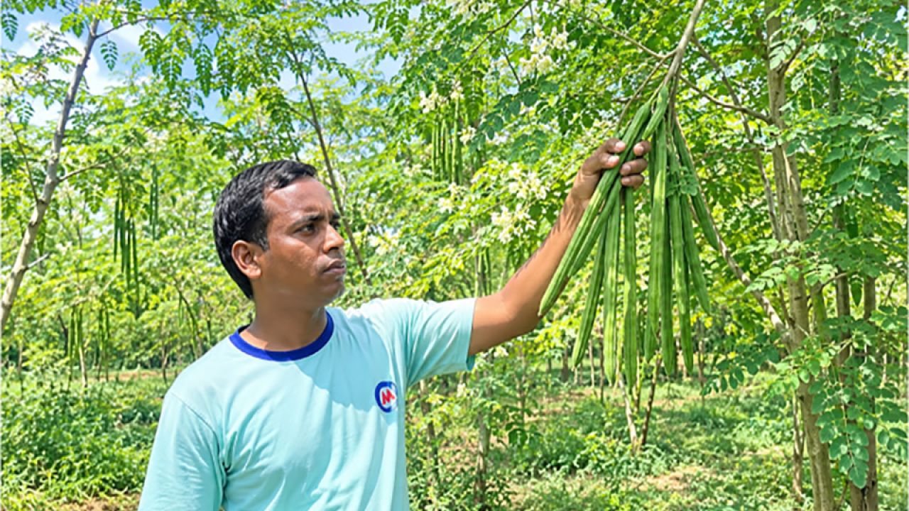 মাত্র ২০ হাজার টাকা বিনিয়োগ, সজনে চাষে লাখ টাকা মুনাফা আক্তারের