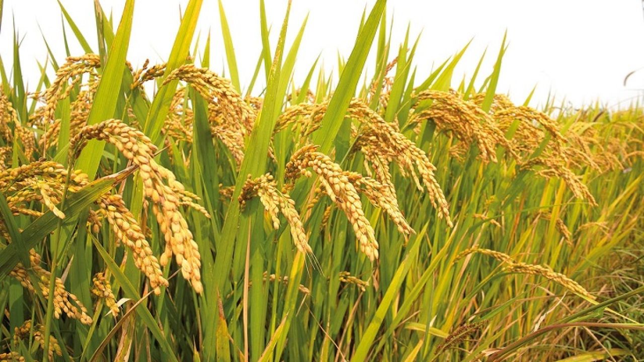 ধান চাষে গুটি ইউরিয়া কেন নয়?