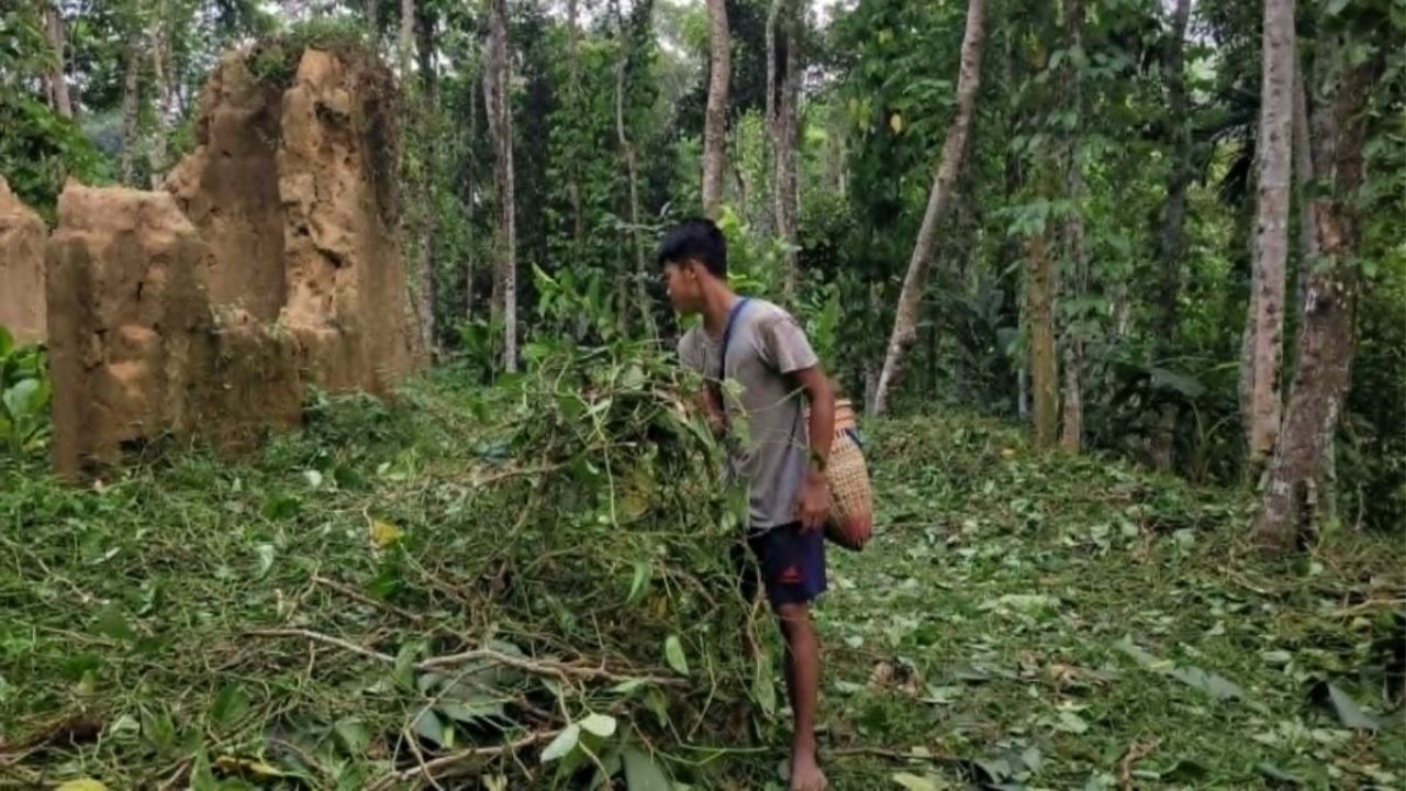 কুলাউড়ায় ৮ হাজার পানগাছ কাটায় জড়িতদের শাস্তির দাবি