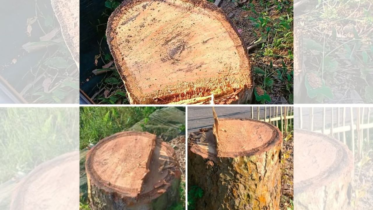 এক রাতে উধাও কমলগঞ্জের ১৪টি গাছ