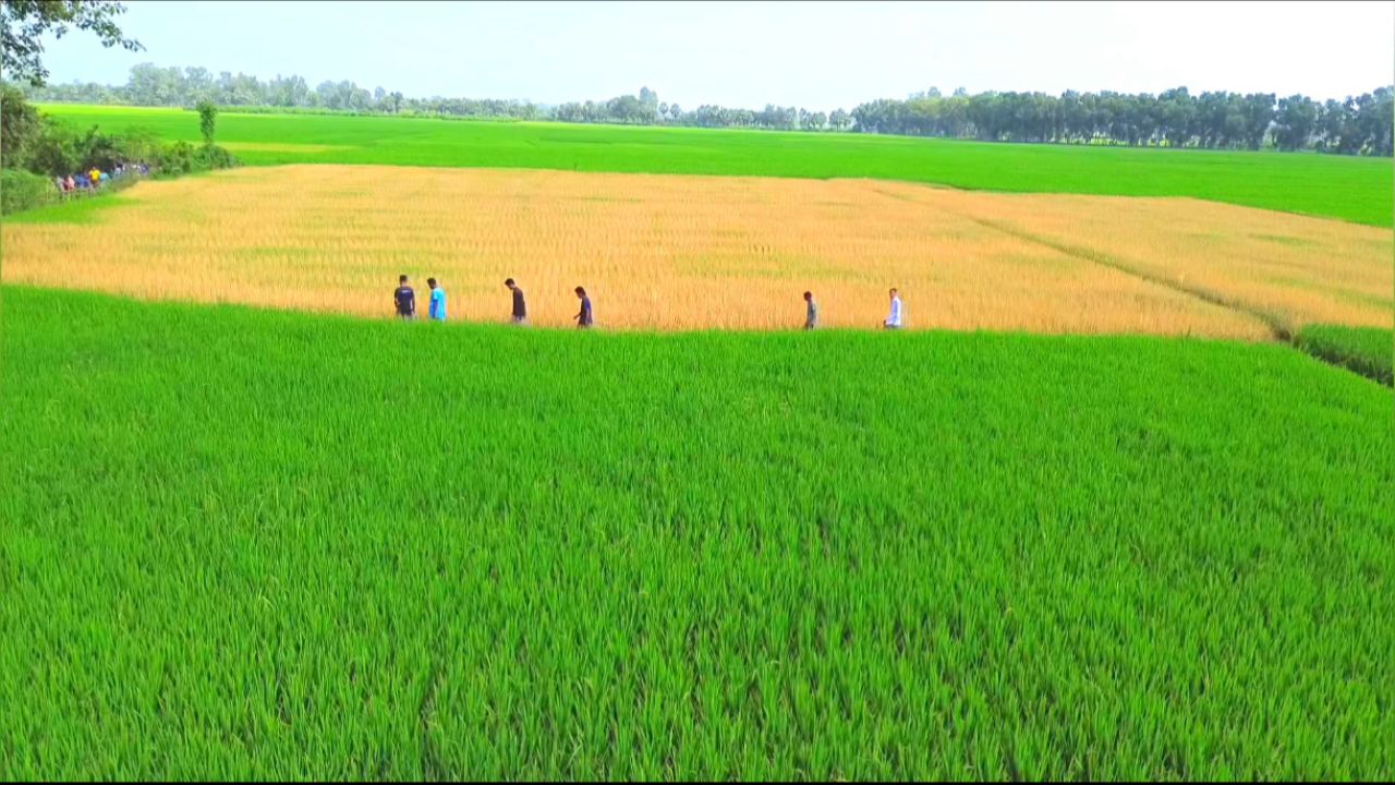 পত্নীতলায় রাসায়নিক প্রয়োগে সোয়া তিন বিঘা ফসল নষ্টের অভিযোগ