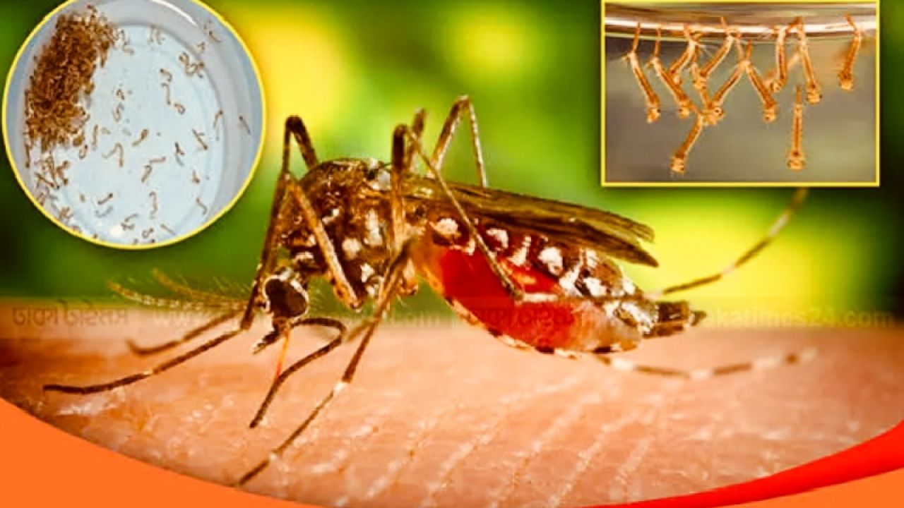 এডিস মশা শনাক্তে আসছে এআই চালিত স্মার্ট ফাঁদ