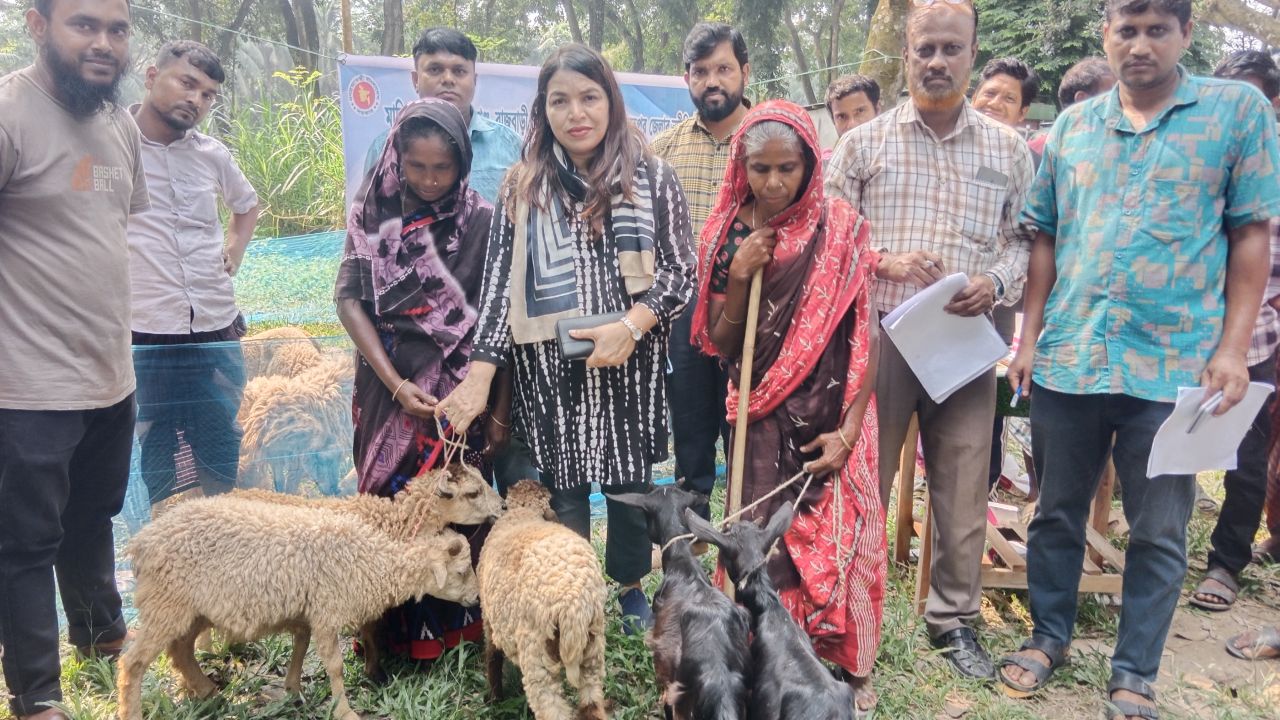 সাটুরিয়ায় ৭০ খামারির মাঝে বিনামূল্যে ভেড়া ও ছাগল বিতরণ