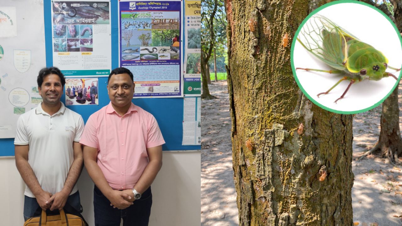 বাংলাদেশে প্রথমবার শনাক্ত হলো নতুন প্রজাতির ঝিঁঝিঁ পোকা