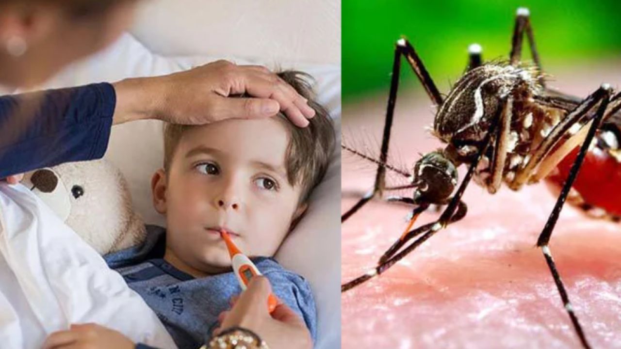 ডেঙ্গুতে ২৪ ঘণ্টায় ৬ মৃত্যু, চলতি মাসে ১০৩