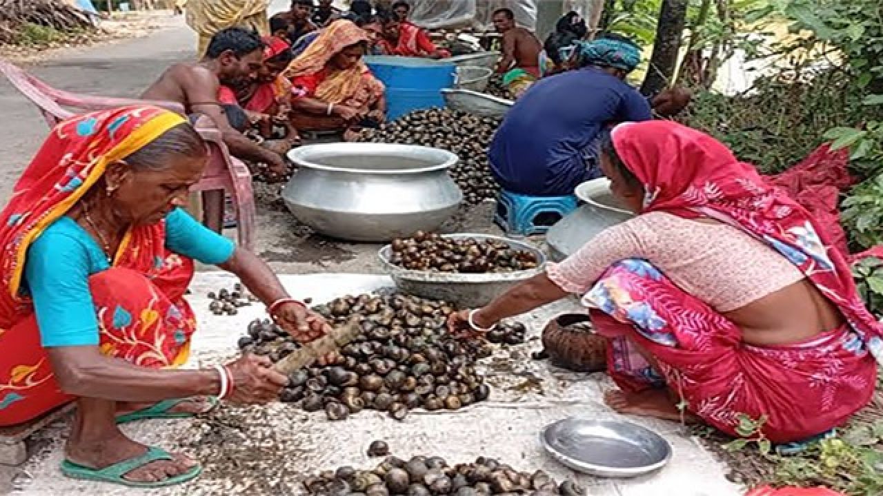 কাজ নেই তাই শামুকেই জীবিকা, শঙ্কিত পরিবেশবাদীরা