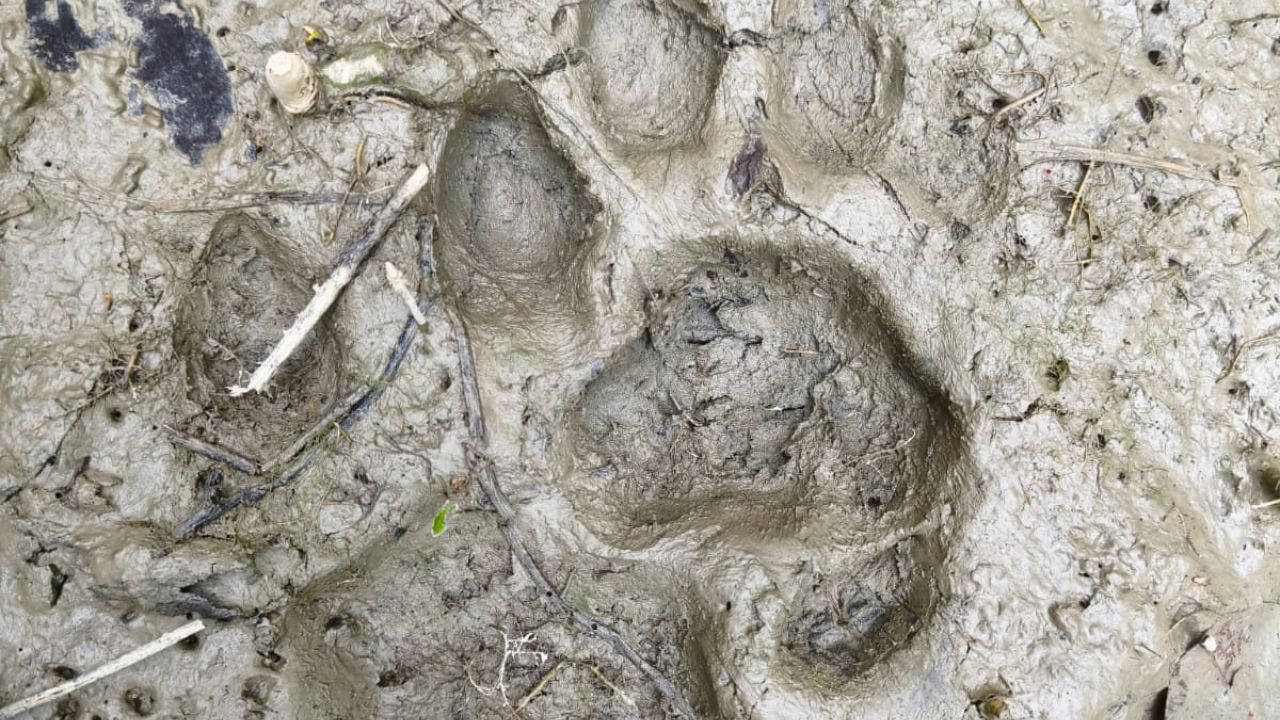 শরণখোলায় লোকালয়ে বাঘের পায়ের ছাপ, এলাকজুড়ে আতঙ্ক