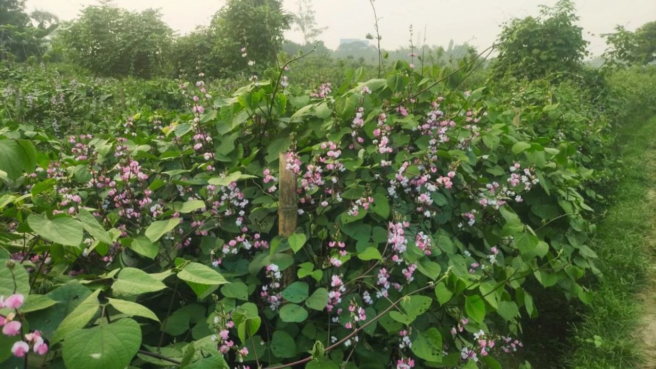আগাম শীতকালীন সবজি চাষে ব্যস্ত কৃষক, লক্ষ্যমাত্রা ছাড়ানোর আশা