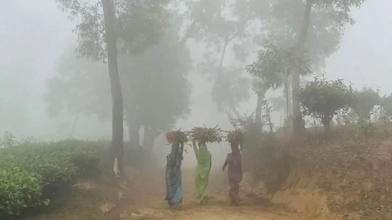 ভোরের কুয়াশায় নতুন রূপ সবুজ চা-বাগানে