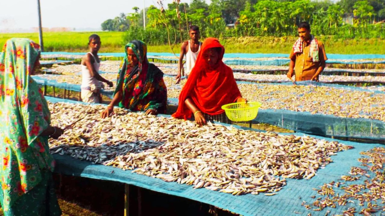 শুঁটকির চাতালে মাছ-সংকট, লক্ষ্যমাত্রা অর্জিত না হওয়ার আশঙ্কা