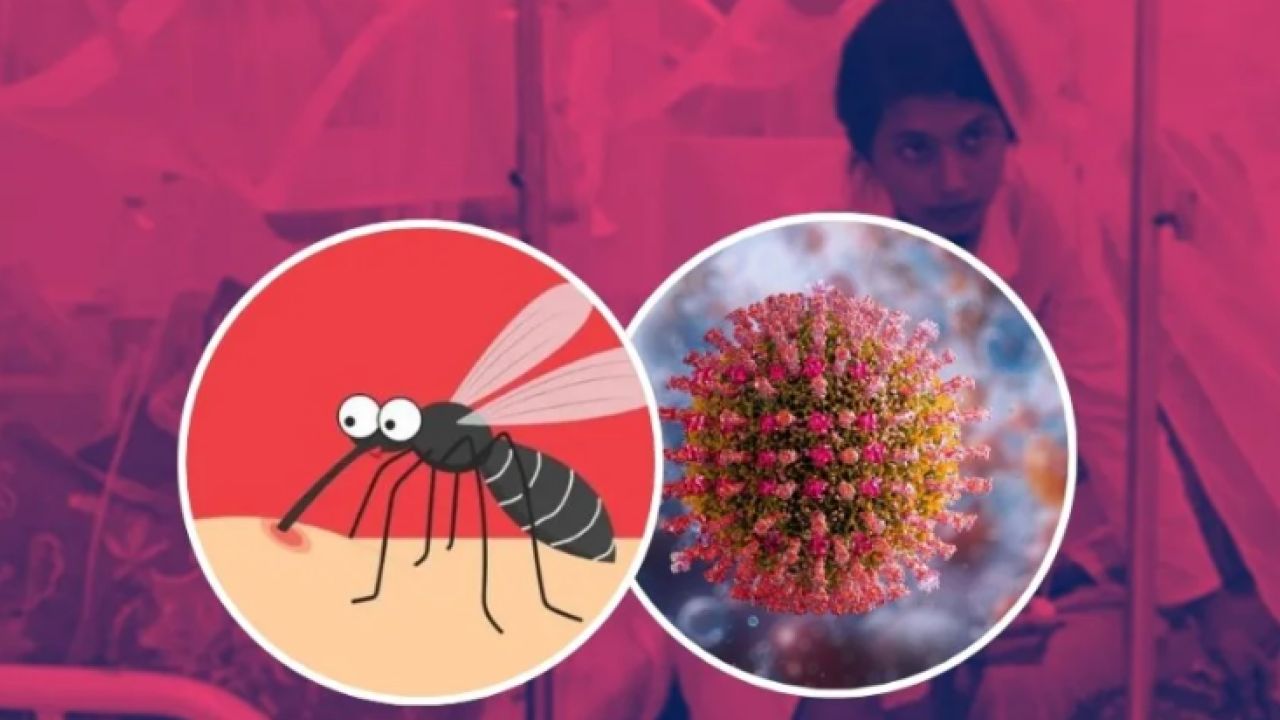 ডেঙ্গুতে ২৪ ঘণ্টায় ৫ মৃত্যু, হাসপাতালে ১৮৯৮