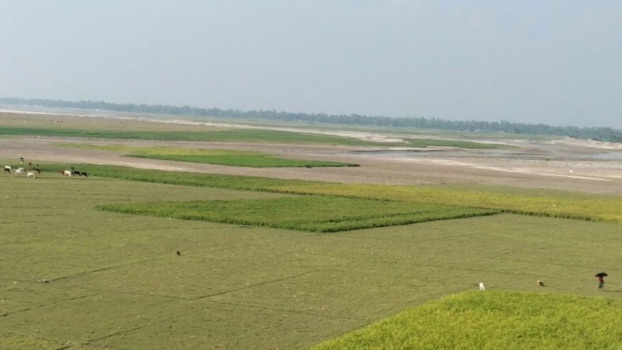 তিস্তাচরের ঘাসে লুকিয়ে অ্যানথ্রাক্স, শঙ্কায় খামারিরা