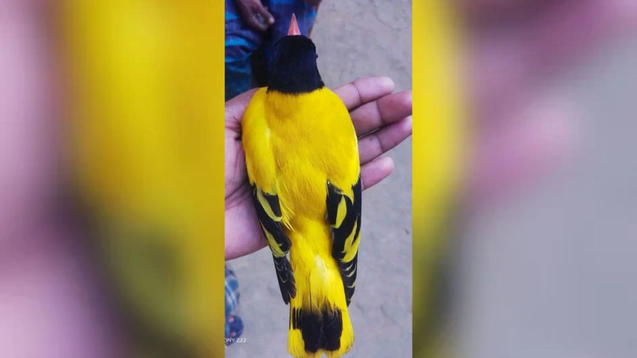 দেখা মিলল গ্রামের সেই হারিয়ে যাওয়া ইষ্টিকুটুম পাখির