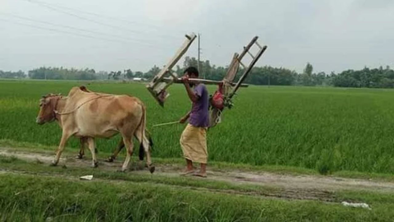 কালের আবর্তে হারিয়ে যাচ্ছে গরু দিয়ে জমি চাষ