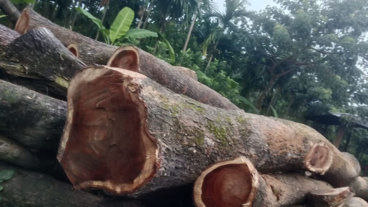 চার শতাধিক সরকারি গাছ কাটার অভিযোগ যুবদল নেতার বিরুদ্ধে