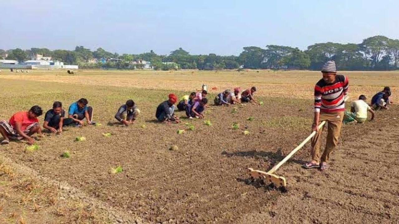 পাবনায় আগাম মুড়িকাটা পেঁয়াজ চাষে লোকসানের শঙ্কা