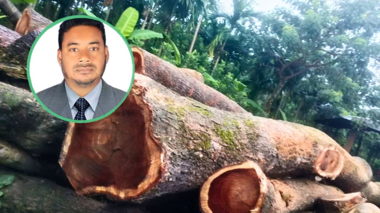 লালমোহনে যুবদল নেতার বিরুদ্ধে ৪ শতাধিক সরকারি গাছ কাটার অভিযোগ