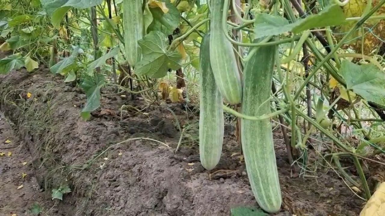 টেকনাফে শসার বাম্পার ফলন, সার নিয়ে চাষিদের যত দুশ্চিন্তা