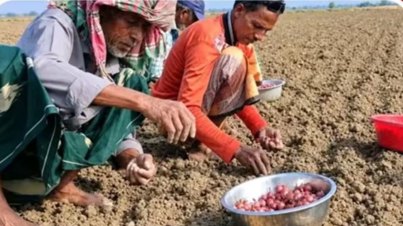 মুড়িকাটা রোপণে ধুম রাজবাড়ীতে, অজানা শঙ্কায় চাষিরা