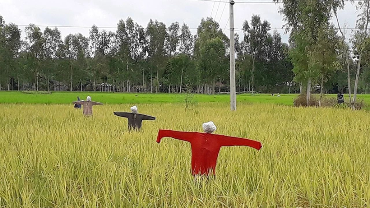 সভ্যতায় প্রথম কাকতাড়ুয়ার জন্ম হয় মিশরে