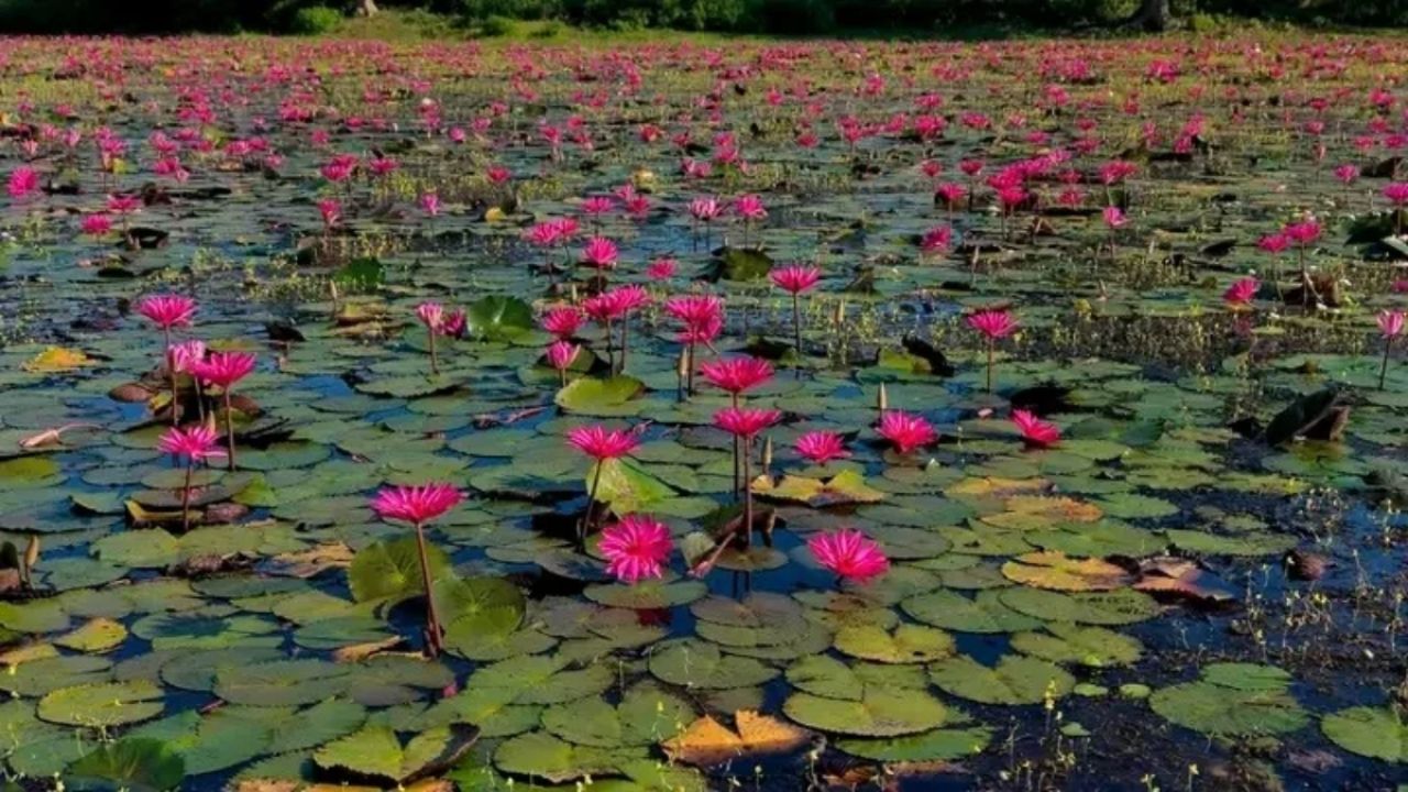 নীল আকাশ আর লাল শাপলার মায়ায় মুখরিত দেউন্দি বিল