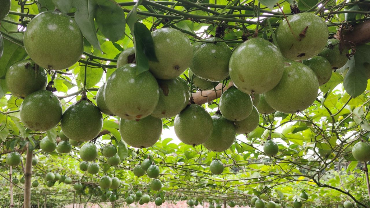 বিদেশি প্যাশন ফ্রুট চাষ করে তাক লাগাল নওগাঁর তরুণ উদ্যোক্তা