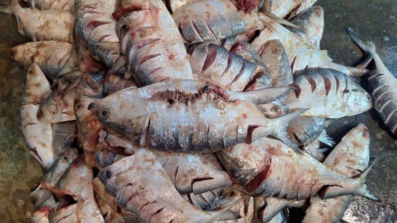 চাঁদপুর মাছঘাটে পচা ইলিশ জব্দ, জরিমানা