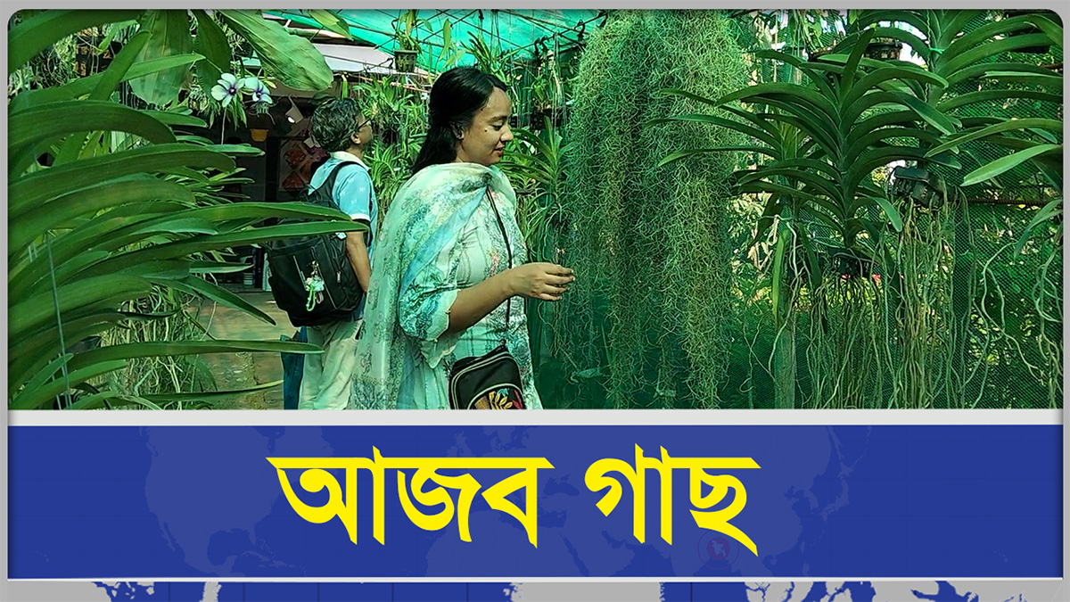  মাটি ছাড়াই শুধু আলো বাতাসে বাঁচে যে গাছ