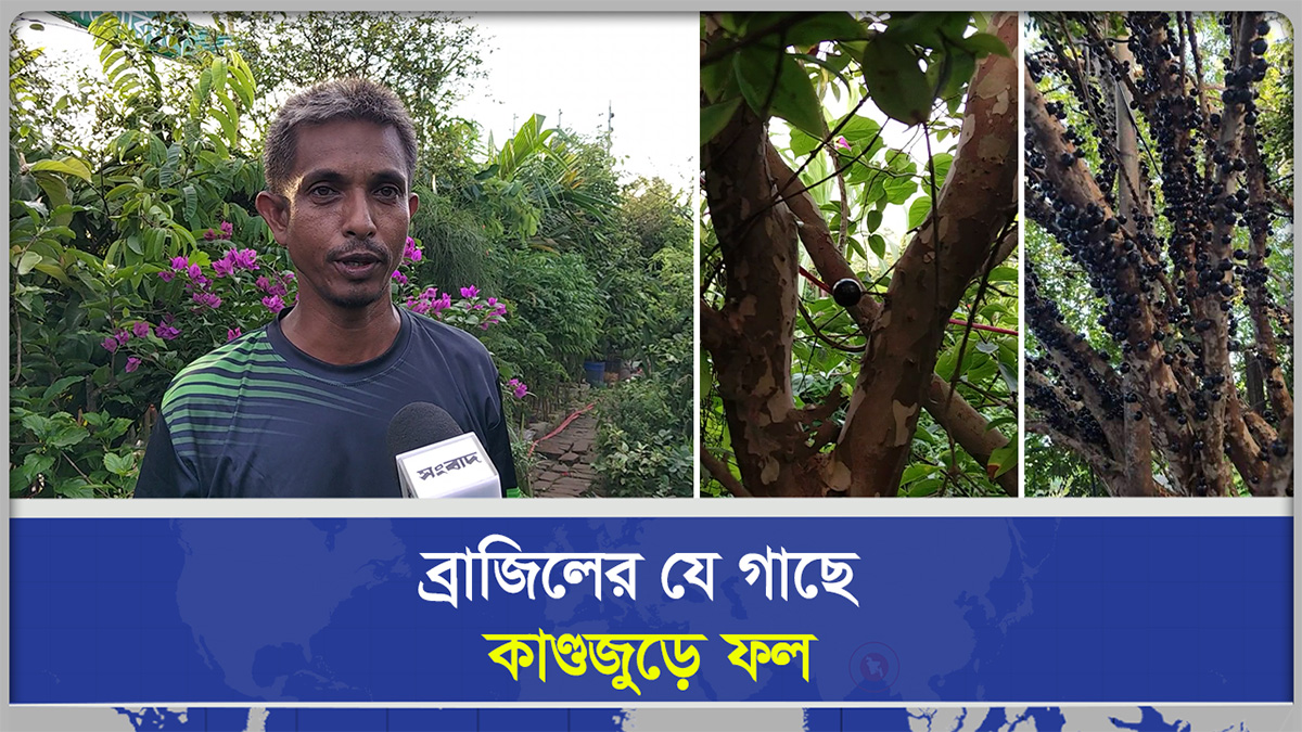 কাণ্ডেই ফল, জাবুটিকাবার চারা ৪০ হাজার টাকা