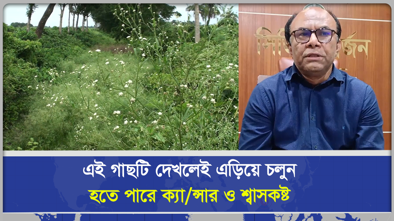 সাবধান! ঝিনাইদহে ছড়িয়ে পড়ছে মরণঘাতী আগাছা পার্থেনিয়াম