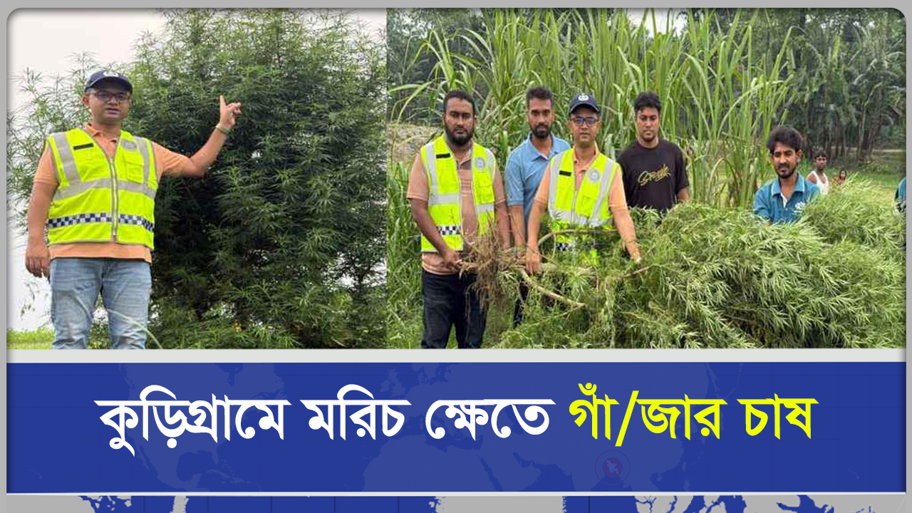 উপরে ঝাল, ভেতরে নেশার জাল