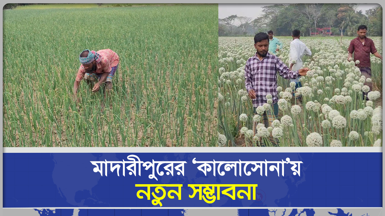 মাদারীপুরের ‘কালোসোনা’য় নতুন সম্ভাবনা