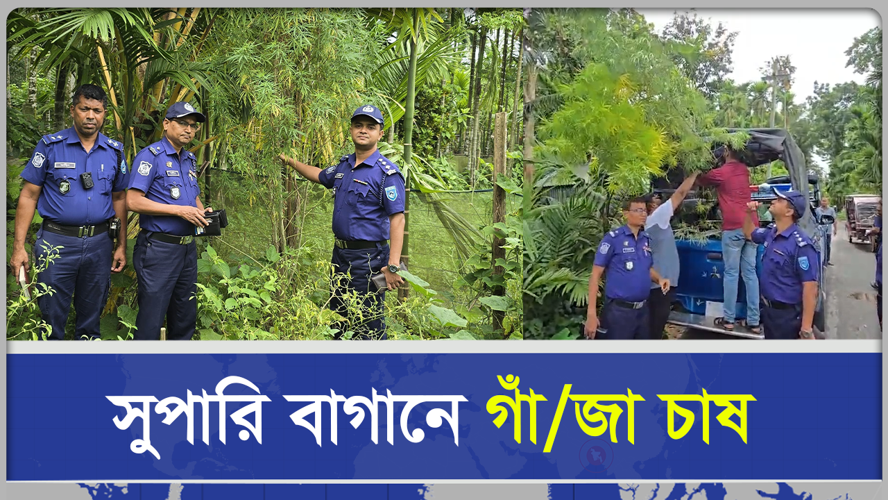 সুপারি বাগানে গাঁজা চাষ