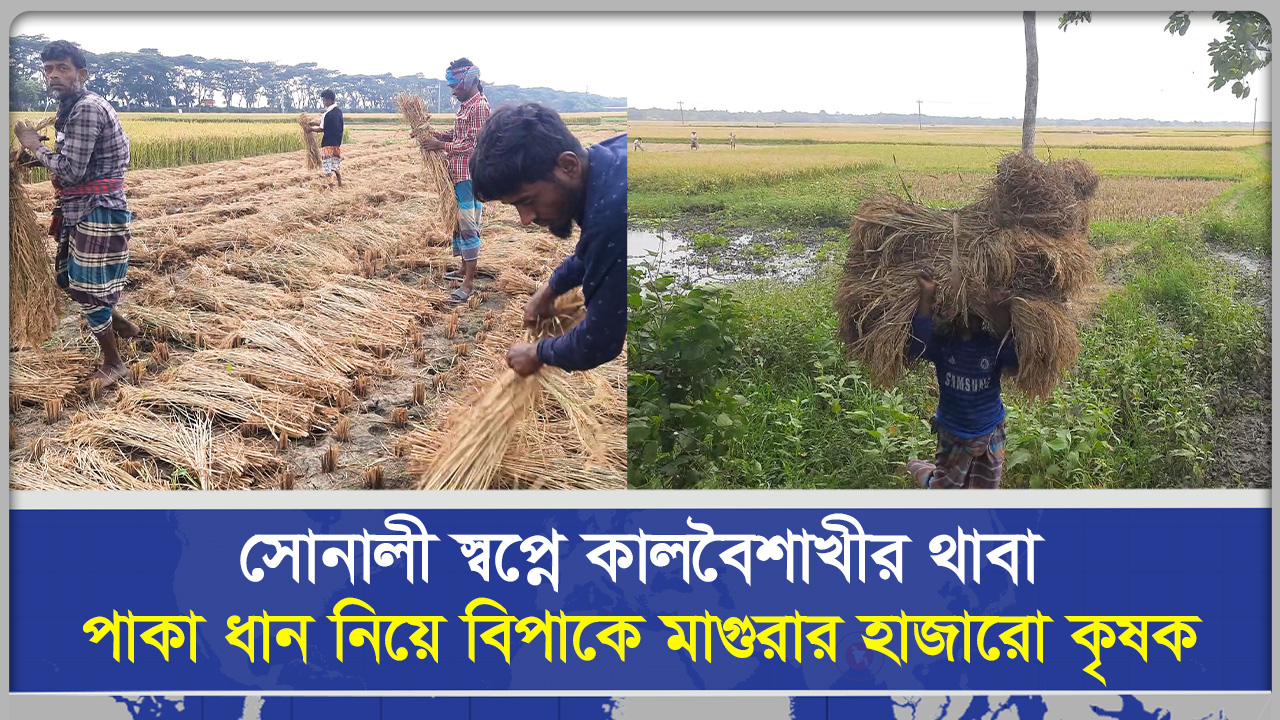 আকাশে কালো মেঘ, কৃষকের চোখে জল! মাগুরার সোনালী ধান কি ঘরে উঠবে