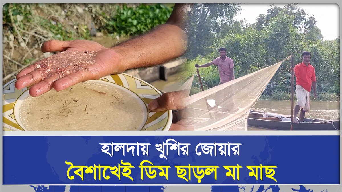 হালদায় খুশির জোয়ার, বৈশাখেই ডিম ছাড়ল মা মাছ 