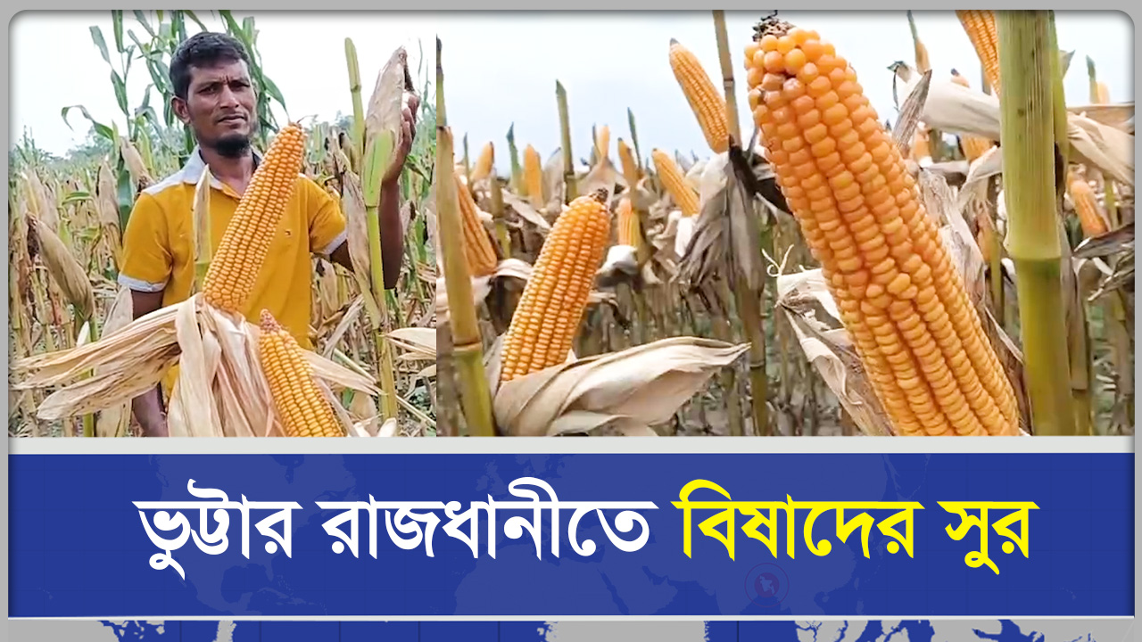 বাম্পার ফলনেও কৃষকের চোখে জল, কৃষকের শ্রমের খরচই উঠছে না