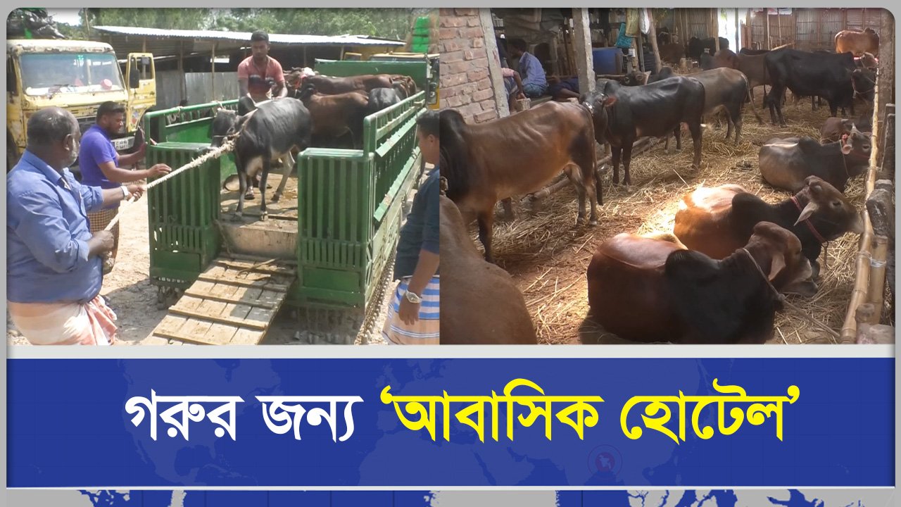 গরুর আবাসিক হোটেল, মাত্র ৫০ টাকায় অবিশ্বাস্য উদ্যোগ