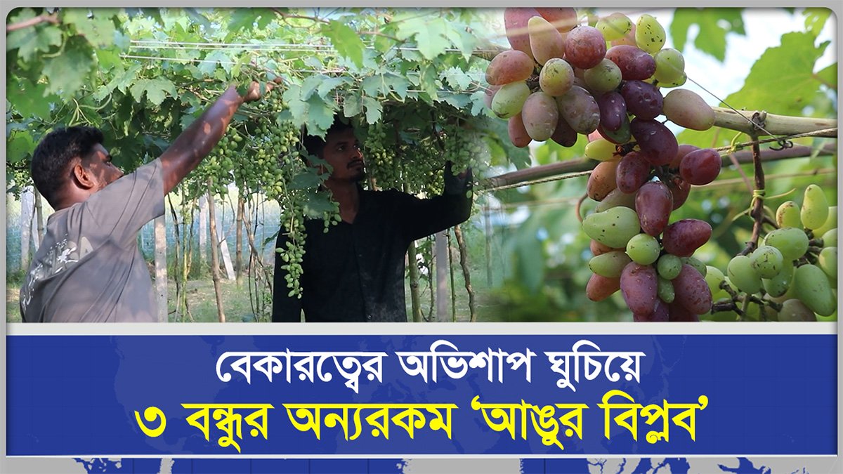  চাকরির পেছনে না ছুটে আঙুর চাষে তিন বন্ধুর বাজি মাত, বছরে আয় হবে ১২ লাখ টাকা  