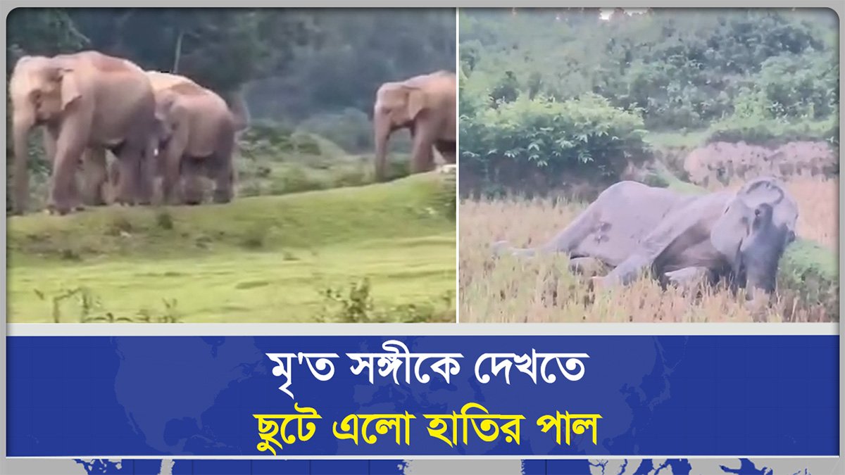  না খেয়ে মরা মা হাতির পাশে শোকাতুর সঙ্গীদের গর্জন