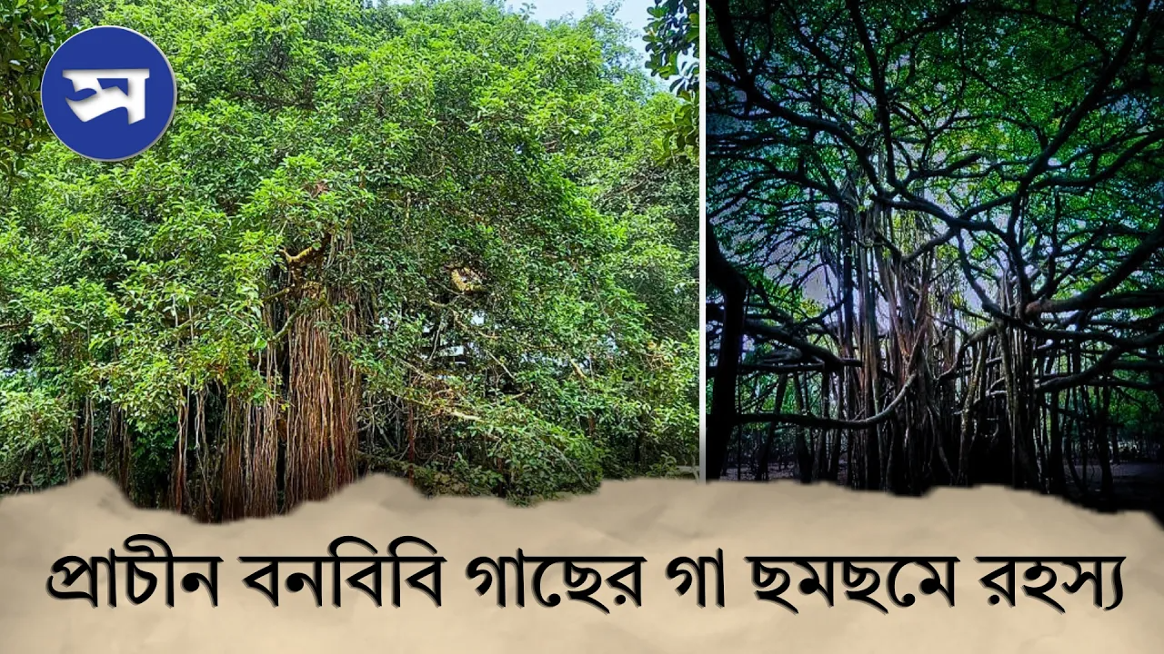  প্রাচীন বনবিবির বটগাছের অজানা ও গা ছমছমে রহস্য